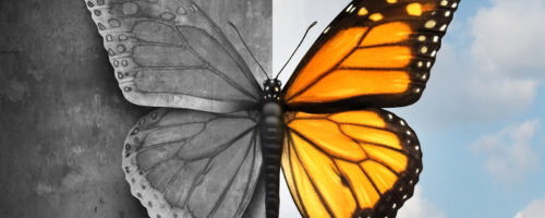 Bipolar mental disorder abstract psychological illness concept as a butterfly divided as one side in grey and sad colors with the other in full bright tones as a medical metaphor for psychiatric mood or feelings imbalance.